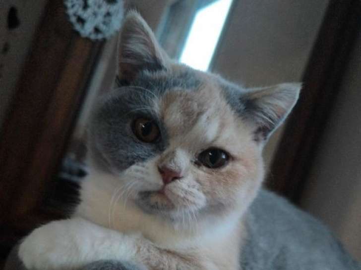 À acheter une chatonne British Shorthair LOOF tortie bleu et blanc