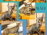 3 chatons Savannah non LOOF disponibles à la réservation