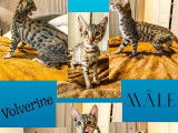 3 chatons Savannah non LOOF disponibles à la réservation