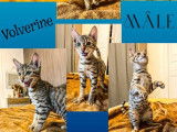 3 chatons Savannah non LOOF disponibles à la réservation