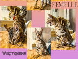 3 chatons Savannah non LOOF disponibles à la réservation