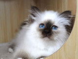 Des chatons Sacré de Birmanie LOOF à réserver