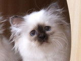 Des chatons Sacré de Birmanie LOOF à réserver