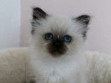 Des chatons Sacré de Birmanie LOOF à réserver