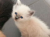 Des chatons Sacré de Birmanie LOOF à réserver