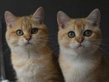 À vendre 2 chatons mâles British Shorthair LOOF black golden