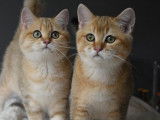 À vendre 2 chatons mâles British Shorthair LOOF black golden