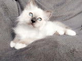 3 chatons Sacré de Birmanie LOOF disponibles à la réservation