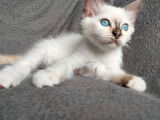 3 chatons Sacré de Birmanie LOOF disponibles à la réservation