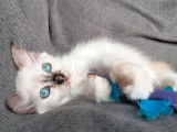 3 chatons Sacré de Birmanie LOOF disponibles à la réservation