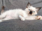 3 chatons Sacré de Birmanie LOOF disponibles à la réservation