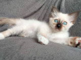 3 chatons Sacré de Birmanie LOOF disponibles à la réservation