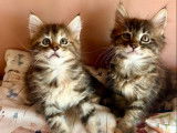 À vendre 2 chatons femelles Maine Coons LOOF