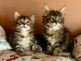 À vendre 2 chatons femelles Maine Coons LOOF