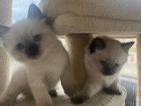 Des chatons Ragdolls à réserver (LOOF)