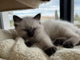 Des chatons Ragdolls à réserver (LOOF)