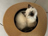 Des chatons Ragdolls à réserver (LOOF)