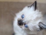 Des chatons Ragdolls à réserver (LOOF)