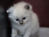 Des chatons Ragdolls à réserver (LOOF)