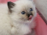 Des chatons Ragdolls à réserver (LOOF)