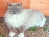 Des chatons Ragdolls à réserver (LOOF)