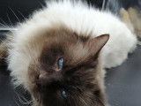 Des chatons Ragdolls à réserver (LOOF)