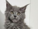 2 chatons Maine Coons LOOF bleus disponibles à la vente