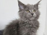2 chatons Maine Coons LOOF bleus disponibles à la vente