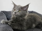 2 chatons Maine Coons LOOF bleus disponibles à la vente