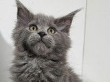 2 chatons Maine Coons LOOF bleus disponibles à la vente
