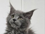 2 chatons Maine Coons LOOF bleus disponibles à la vente