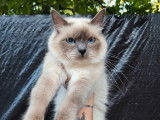 Chatte Sacré de Birmanie LOOF d’un an à acheter