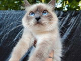 Chatte Sacré de Birmanie LOOF d’un an à acheter