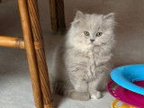 British shorthair et longhair