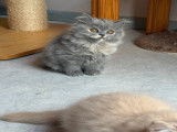 British shorthair et longhair