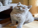 British shorthair et longhair