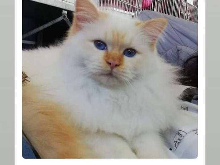 Chatons de race Sacré de Birmanie à vendre (2 femelles & 3 mâles)