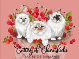 Chatons de race Sacré de Birmanie à vendre (2 femelles & 3 mâles)