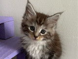 5 chatons Maine Coons LOOF à réserver