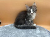 5 chatons Maine Coons LOOF à réserver