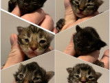 À réserver, 6 chatons Maine Coons LOOF