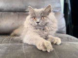 À vendre, un chaton mâle Selkirk Straight LOOF