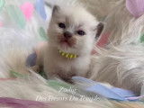 3 chatons Ragdolls LOOF à réserver