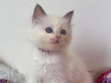 À réserver : 9 chatons Ragdolls LOOF