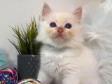 À réserver : 9 chatons Ragdolls LOOF