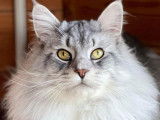 Disponible à la saillie : un chat Maine Coon LOOF