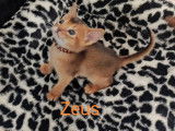 Zeus