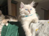 Chaton Sibérien neva masquerade à vendre