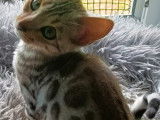 Chatons Bengal black silver LOOF à vendre
