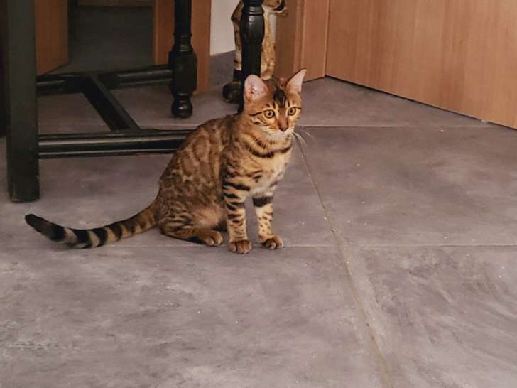 Chatons Bengal LOOF à vendre